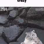 Crazy tiger GIF Template