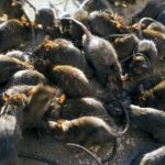 Democrat Congressional Caucus