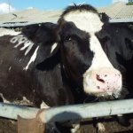 suspicious cow stare