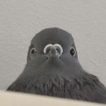 Pigeon facing forward
