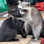 Racoon hugging cat