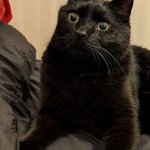 Sudden realisation cat