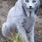 white lynx