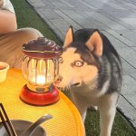 Husky stares at lamp