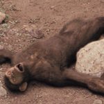 Drunk Prehistoric Monke