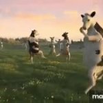 Wake up, its the first of the month! GIF Template