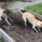 Digging in the dirt
