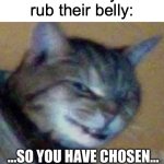 I know there are some cats who are okay with it | Cats when you rub their belly: | image tagged in so you have chosen death,memes,cats,pets,relatable memes | made w/ Imgflip meme maker