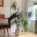Cat climbing indoor plant meme