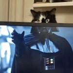 Vader Cat
