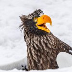 Shocked Eagle