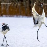 Dancing crane
