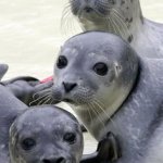 Seal trio