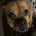 What are ypu looking at? template