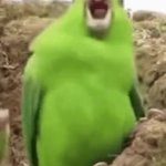 Party Parrot GIF Template