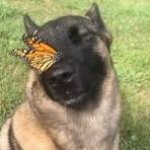 Dog with Butterfly on his nose