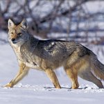 Coyote