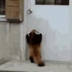 red panda can't reach GIF Template