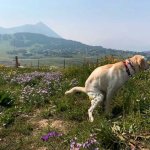 We are what the dog shits on