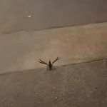 crawfish with arms out