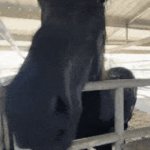 complete and utter agreement | ME AGREEING WITH EVERYTHING THE CRACKHEAD AT THE BUSTOP SAYS TO AVOID GETTING STABBED | image tagged in gifs,funny,memes,lol | made w/ Imgflip video-to-gif maker