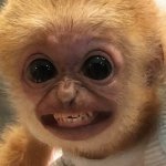 Awkward Monkey Smile