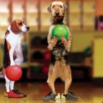 Dogs bowling
