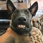 smile malinois shepherd dog