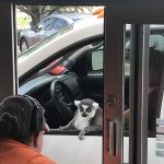 lemur drive through