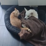 Cat and dog in same bed