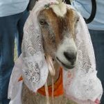 Goat of the Groom