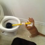 Cat cleaning WC