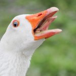 Our goose is cooked! template