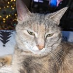 My cat does not approve