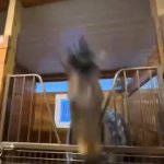 horse agreement meme