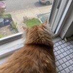 Kilo the Cat template