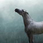 Rain Horse