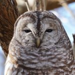 Grumpy Barred Owl Hoot