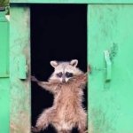 Raccoon opening garbage door