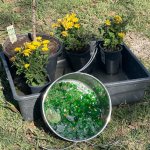 Beach glass and cheap Mums