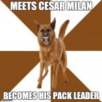 MEETS CESAR MILAN BECOMES HIS PACK LEADER | made w/ Imgflip meme maker