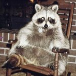 raccoon rocking chair