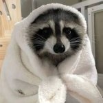 Blanket raccoon