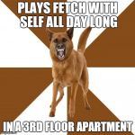 PLAYS FETCH WITH SELF ALL DAY LONG IN A 3RD FLOOR APARTMENT | made w/ Imgflip meme maker