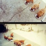 Puppies multithreading