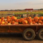 Pumpkins truckload Halloween Fall November