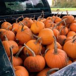 Pumpkins truckload Halloween Fall November