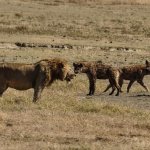 Lion and hyenas