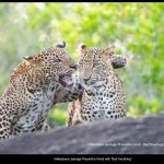 Leopard Conversation