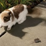 Cat Staring Down Mouse